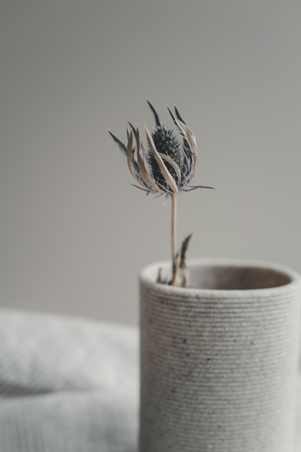 A dried thistle in a ribbed stoneware vase beside a folded blanket